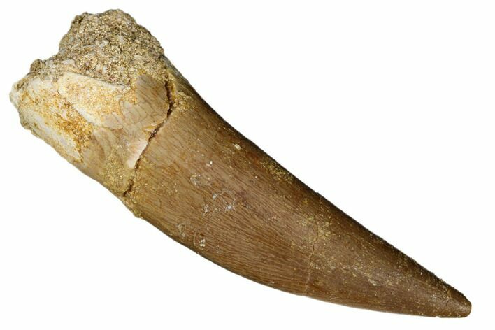 Fossil Plesiosaur (Zarafasaura) Tooth - Morocco #186200